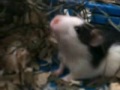 Szu-Szu the rat :)