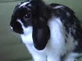 cat-bunny.html