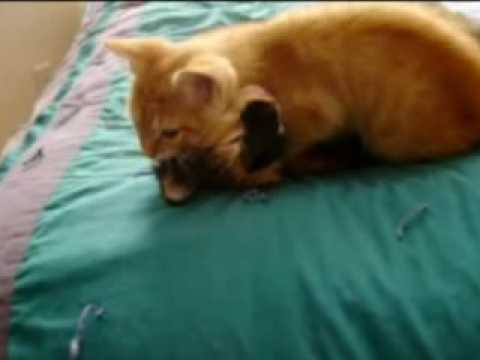 Cat Kitten playing and fighting. Gabby vs. Squeakers boxing match.