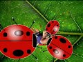 The Lady Bug (Honey I shrunk the Teacher) The Lady Bug (Honey I shrunk the Teacher)