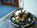 Cavachon