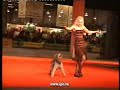 dog training dog training