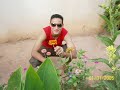 ti chou