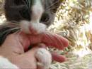 Wrestling kitten