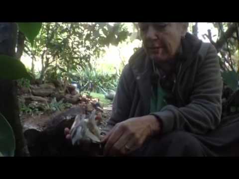 how to harvest oyster mushrooms