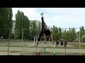 gymnastic