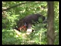 wasaga airsoft august 13