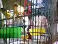 mis aves