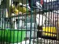 mis aves