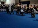 Esp. Boxers del  Valle de Mexico AC 15 Sep