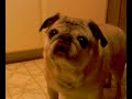 Pug food?