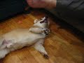 faulks vs feets. faulks vs feets.