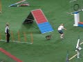Team Finland: Päivi Männistö & swedish vallhund Leila at mini team agility course.Result: Failed