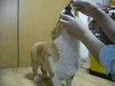 Goro@Welsh corgi 20071009 nose ??? Goro@Welsh corgi 20071009 nose ???