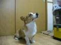 Goro@Welsh corgi 20071009 nose 鼻パク