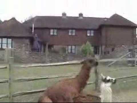 Llama Fun