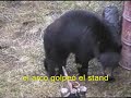 Black bear bowhunt 08 (cazarco)
