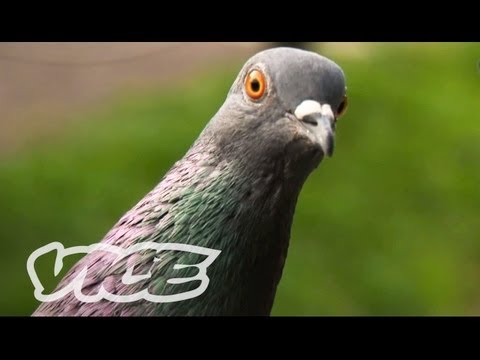 China's Millionaire Pigeon Racers : Episode 1 - 3