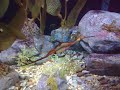 leafy seadragon