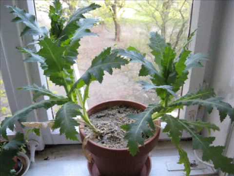 how to grow opium poppy seeds