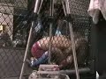 Joe Cargado vs Dennis Toral (MMA) Joe Cargado vs Dennis Toral (MMA)