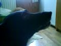 My dog sings :-) (Part 2)