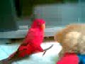 Red Lorry 2...
