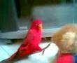 Red Lorry 2...