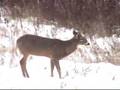 videos de Two Bucks