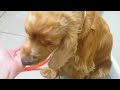 Introducing MIMI - the Cocker girl in need of a home!