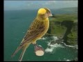 Naturaves - (Postura) Lizard.avi