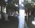 copia mausan