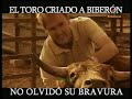 El Toro Criado a Biberón No Olvidó su Bravura