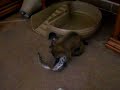 f1 bengal cuco and kinkajou alfie f1 bengal cuco and kinkajou alfie