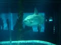 Ocean Sunfish - Mola Mola
