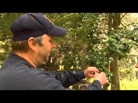 how to eliminate oleander caterpillars