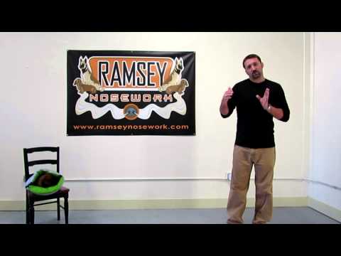 how to train nosework