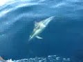 dolphins in azores dolphins in azores