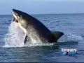 Tubar�es voadores - flying sharks