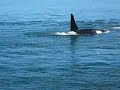 whales saturna Island, B.C. Emily Abbey Ryan and Jasmine