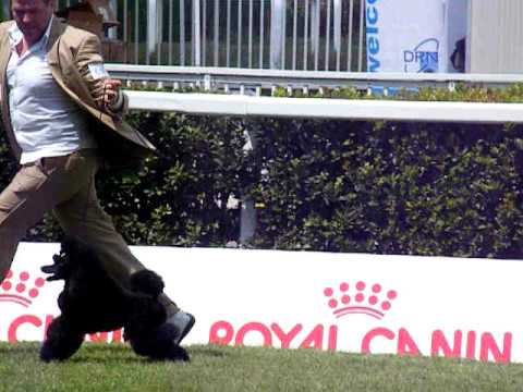 video allevamento tres jolie