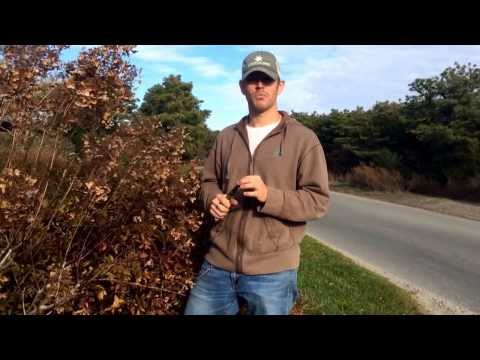 how to care for pg hydrangeas