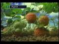 videos de Agua