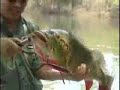 Nelson Nakamura - Tucunar� no Amazonas