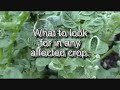 Affected plants and what to look forIf you have been affected visit our webpage http://www.glallotments.btik.com/p_Contaminated_Manure.ikml and email us about your experiences.