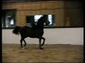ORRWOOD'S LEADING LADY: 2007 Morgan Mare