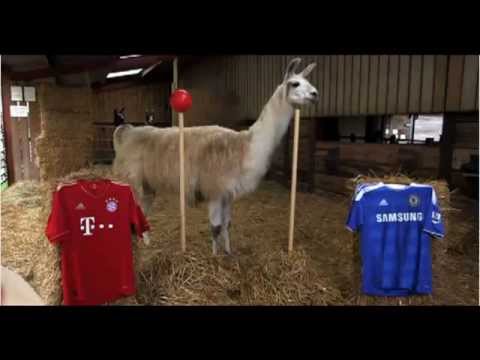 LLama Pronostica Bayern Munich vs Chelsea