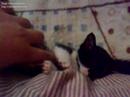 Mi pekeña gata dormida Mi pekeña gata dormida