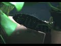 Adoketa Spawning