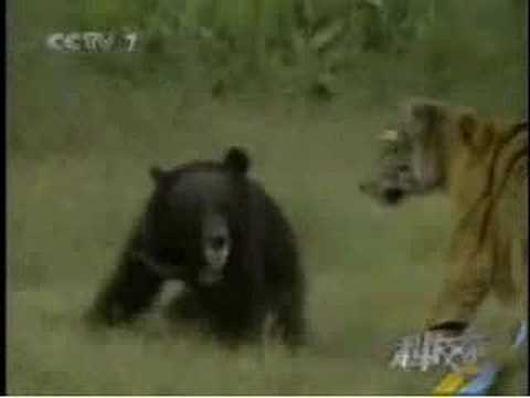 南中国タイガー対アジア人アメリカクロクマ